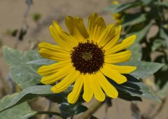 Helianthus argophyllus