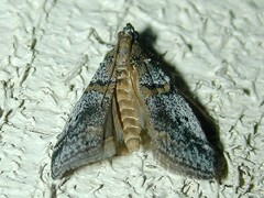 Acrobasis comptella