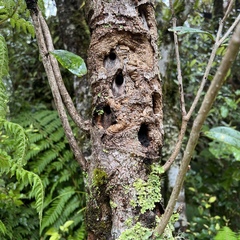 Nestegis cunninghamii