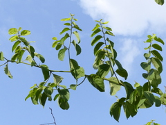 Ventilago denticulata