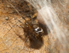 Nihonhimea tesselata