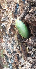 Panchlora thalassina