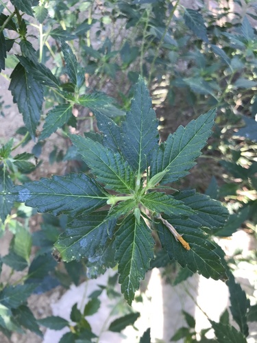 Marilope (Turnera ulmifolia)