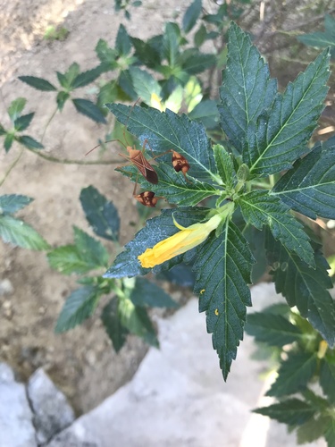 Marilope (Turnera ulmifolia)