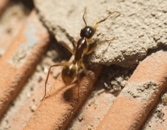 Camponotus atriceps