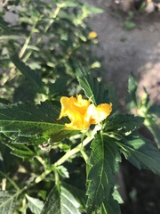 Turnera ulmifolia