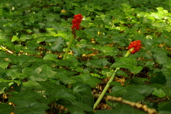 Arum maculatum
