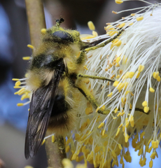 Criorhina nigripes