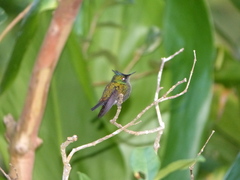 Orthorhyncus cristatus