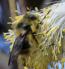 Criorhina nigripes