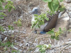 Cryptocarpus pyriformis
