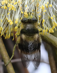 Criorhina nigripes