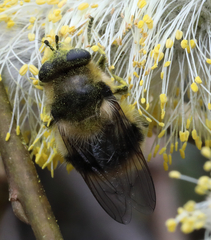 Criorhina nigripes