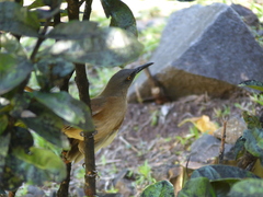 Cinclocerthia ruficauda