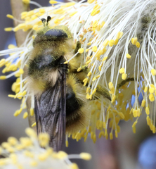 Criorhina nigripes