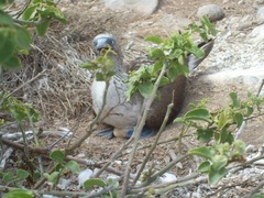 Cryptocarpus pyriformis