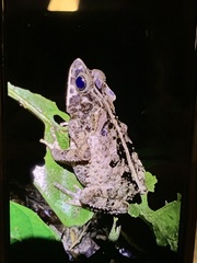 Rhinella margaritifera
