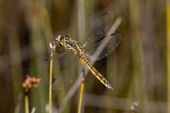 Austrothemis nigrescens