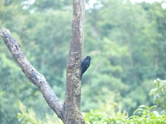 Melanerpes herminieri