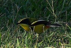 Tachuris rubrigastra