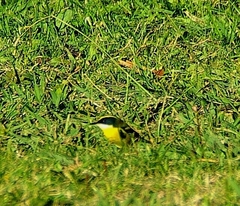 Tachuris rubrigastra