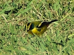 Tachuris rubrigastra