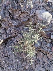 Koeberlinia spinosa