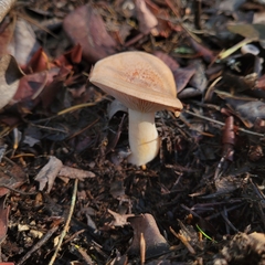Lactarius xanthogalactus