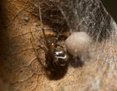 Nihonhimea tesselata