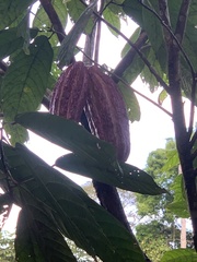 Theobroma cacao