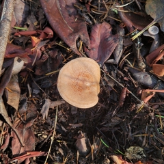 Lactarius xanthogalactus