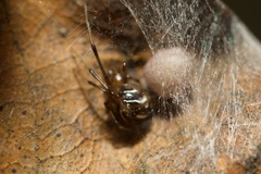 Nihonhimea tesselata