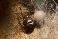 Nihonhimea tesselata