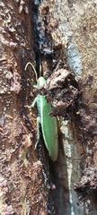 Panchlora thalassina