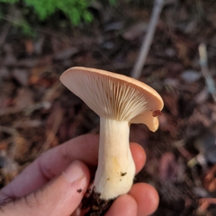 Lactarius xanthogalactus