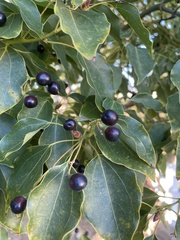 Cinnamomum