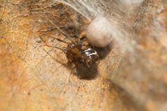 Nihonhimea tesselata