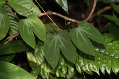 Bauhinieae