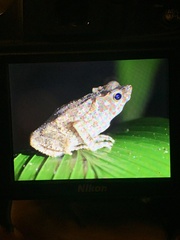 Rhinella margaritifera