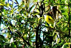 Tachuris rubrigastra