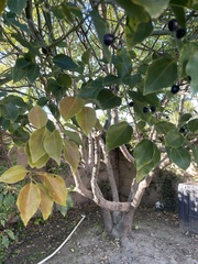 Cinnamomum