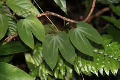 Bauhinieae