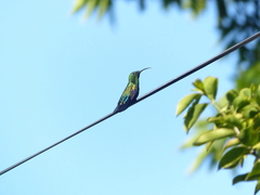 Eulampis holosericeus