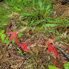 Silene virginica
