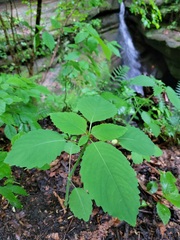 Impatiens pallida