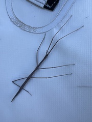 Parabacillus hesperus