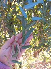 Cocculus diversifolius