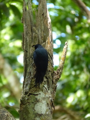 Melanerpes herminieri