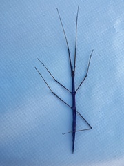 Parabacillus hesperus