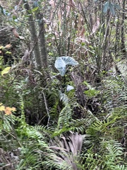 Xanthosoma sagittifolium